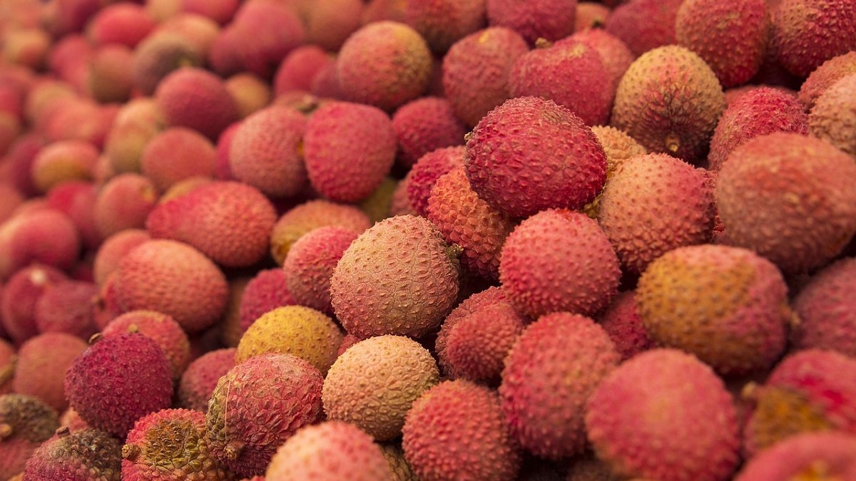 VI International Conference on Postharvest and Quality Management of Horticultural Products of Interest for Tropical Regions.jpg